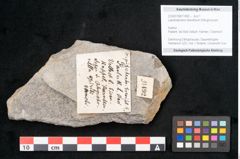 Foto (Objekt + Etikett) von Lepidodendron brevifolium Ettingshausen (NHMW-GEO-2024-0188-11492)